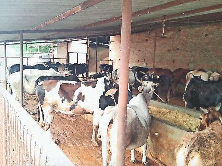 गौशालाओं को 12 महीने अनुदान की मांग पर जयपुर में हुंकार, 50 हजार गोभक्तों के जुटने का दावा